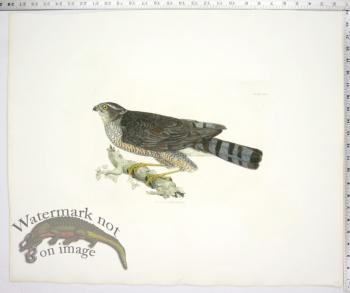 Sparow Hawk, Female